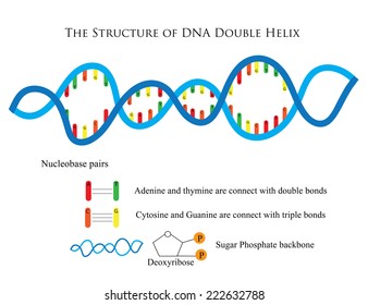 Science graphic explained the genome information; The genetic information of living cell are DNA, it contained four bases A,T,C, G connecting together with hydrogen bond and phosphate sugar backbone 