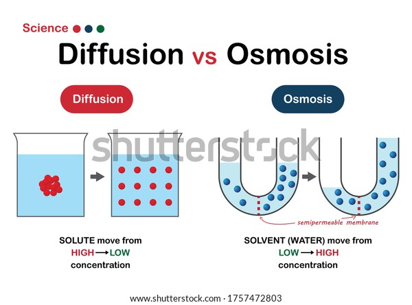 Science\
graphic show difference of diffusion and\
osmosis