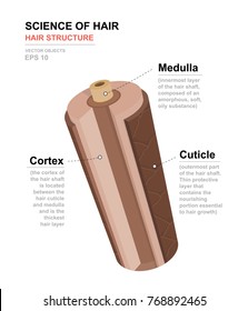 Science of hair. Anatomical training poster. Hair structure. Detailed medical vector illustration