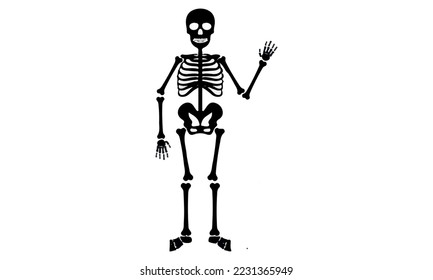 science halloween medicine human anatomy skeleton vector 