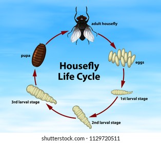 Science Housefly Life Cycle Illustration Stock Vector (Royalty Free ...