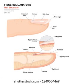 Science of human body. Anatomical training poster. Fingernail Anatomy. Structure of human nail. Cross-section of the finger. Side view. Detailed medical vector illustration
