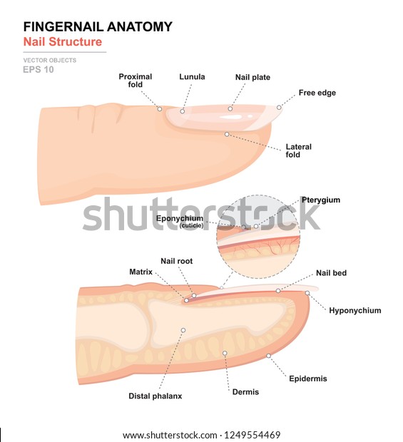 Science of human
body. Anatomical training poster. Fingernail Anatomy. Structure of
human nail. Cross-section of the finger. Side view. Detailed
medical vector
illustration