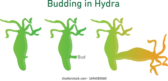 Science Of Hydra Budding Illustration