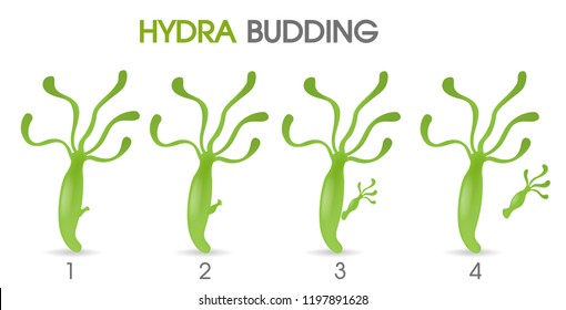 Science Of Hydra Budding. Illustration Vector EPS10 On White Background.