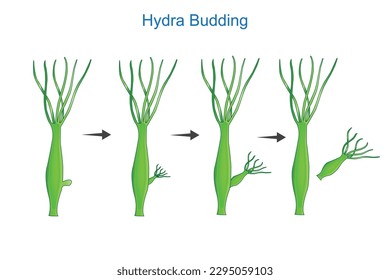 Science of Hydra Budding.Asexual reproduction of Hydra.Educational material for lesson of zoology. botany illustration.