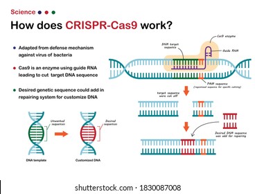 Science illustration show  CRISPR - Cas 9 work for cut and edit DNA genetic sequence as a novel technique 
 of molecular engineering