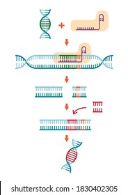 Science illustration show process of CRISPR-Cas9 cut DNA sequence as novel molecular genetic technique