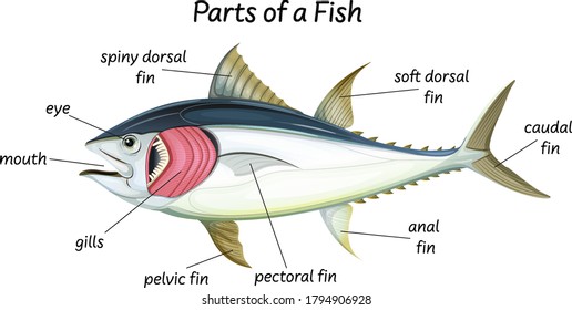 Science internal anatomy of fish illustration