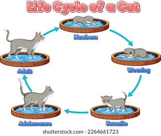 Science life cycle of cat illustration