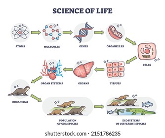 Wissenschaft des Lebens als Naturphysiologie Kategorien Entwicklungsdiagramm. Bezeichnetes Bildungsprogramm mit lebenden Organismen, die sich von Atomen, Molekülen und Genen bis hin zu Ökosystemen aufteilen Vektorgrafik