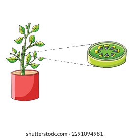 Science of  plant Stem Cell.clipart page for kids. Vector illustration for children. Vector illustration of plant Stem Cell on white background.
