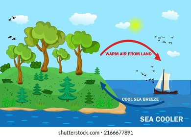 Science poster design for sea and land breeze. Shore wind scheme. Air movement with thermal warm and cold air circulation diagram. Local weather cause. Formation of atmosphere in certain area. Vector