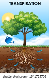 Science poster design for transpiration illustration