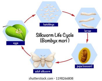 Science silkworm life cycle illustration