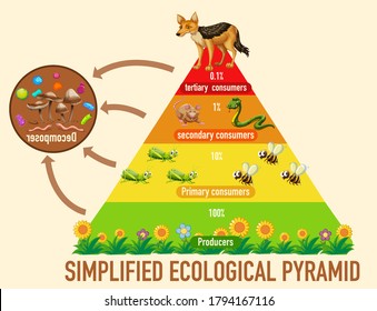 Science simplified ecological pyramid illustration