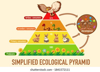 Science vereinfachte ökologische Pyramidengrafik