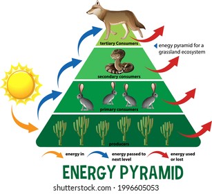 Science simplified ecological pyramid illustration