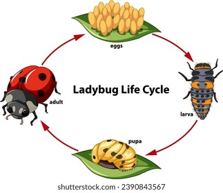 Ilustración de dibujos animados de un estudiante de ciencias sobre el ciclo de vida de una mariquita