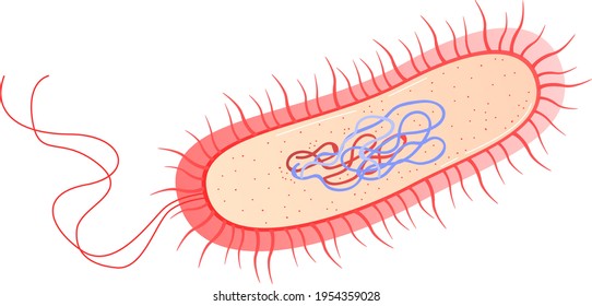 Science for study dna, human cell in cut under microscope, medical research, cartoon style vector illustration, isolated on white.