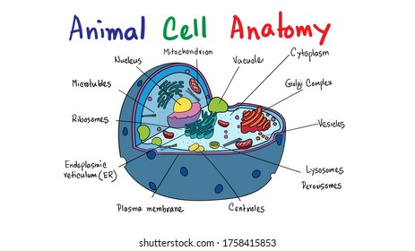 Scientific animal cell diagram for kids, educational, vector, modern art