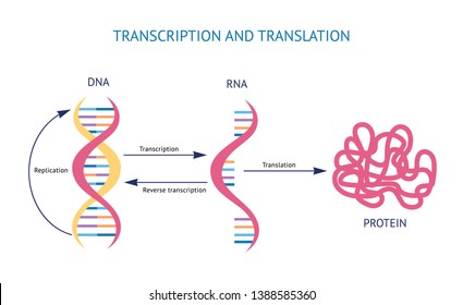Scientific biological model DNA and RNA transcription and translation vector illustration isolated on white background. Spiral genetic structure for educational concepts.