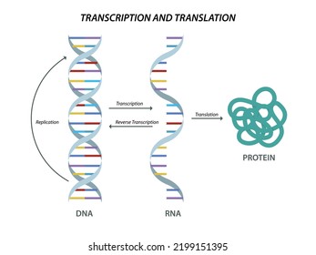 Scientific Biological Model DNA And RNA Transcription And Translation