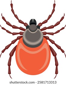 Scientific depiction of a  Ixodes species tick,  showcasing its  morphology for  identification.