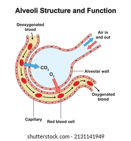 Scientific Designing of Alveoli Structure And Function. Alveolus Gas Exchange. Colorful Symbols. Vector Illustration.