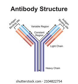 Scientific Designing Of Antibody Structure. Colorful Symbols. Vector Illustration.