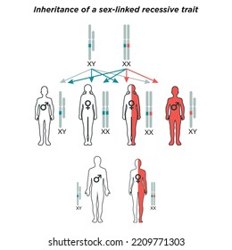 Wissenschaftliche Gestaltung der autosomalen rezessiven Vererbung. Farbige Symbole. Vektorgrafik.