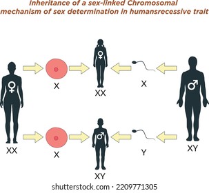 Wissenschaftliche Gestaltung der autosomalen rezessiven Vererbung. Farbige Symbole. Vektorgrafik.