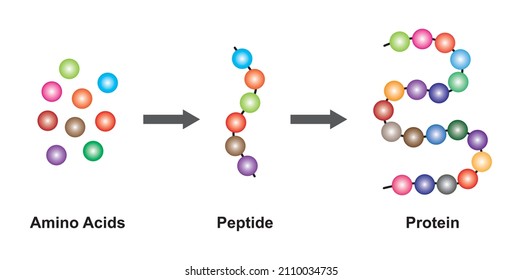 Scientific Designing of Biochemial Structure Of Amino acids, Peptides And Proteins Molecular Model. Vector Illustration.