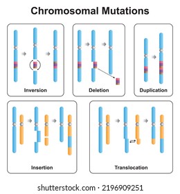 Scientific Designing of Chromosomal Mutations Types. Inversion, Deletion, Duplication, Insertion and Translocation. Colorful Symbols. Vector Illustration.