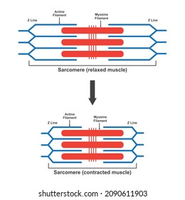 Scientific Designing Of Differences Between Relaxed And Contracted Muscle (Sarcomere). Colorful Symbols. Vector Illustration.