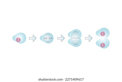 Scientific Designing of Meiosis Phases. Germ Cell Division Process. Colorful Symbols. Vector Illustration.