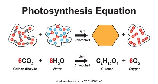 Scientific Designing Of Photosynthesis Equation. Using The Molecular Model Of Atoms. Colorful Symbols. Vector Illustration.