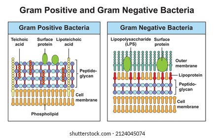 Scientific Designing of Structural Differences Between Gram Positive And Gram Negative Bacteria. Vector Illustration.