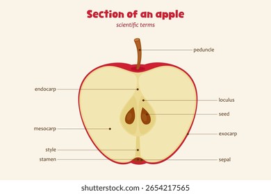 Diagrama científico da seção de maçã com partes rotuladas. Vetor de biologia educacional mostrando endocarpo, mesocarpo, sementes e muito mais. Cartaz de aprendizado em sala de aula.