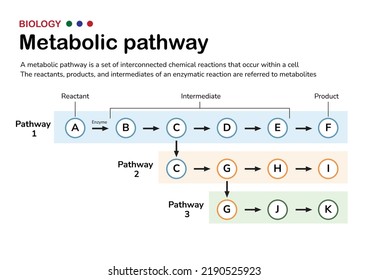 Scientific Diagram Illustrate The Explanation And Concept Of Metabolic Pathway In Cellular Metabolism Of Living Organism