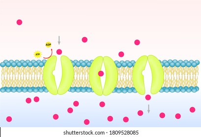 Scientific Diagram Show Active Transport In Cell Membrane.