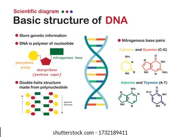 El diagrama científico muestra la estructura básica del ADN para la educación/presentación