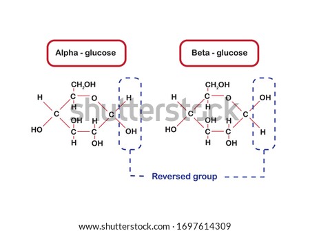 Scientific diagram show difference of alpha and beta glucose molecule