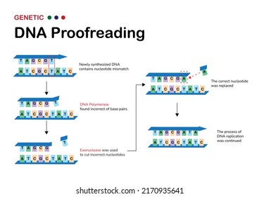 El diagrama científico muestra un mecanismo de revisión del ADN por corte e inserción de nucleótido (base) en el proceso de replicación