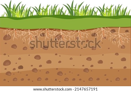 Scientific education of grass and its root illustration