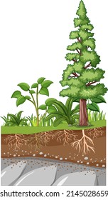 Scientific education of plant and its root illustration