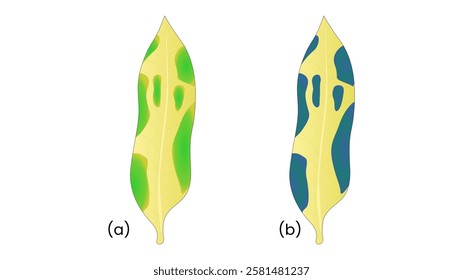 A scientific experiment demonstrating that chlorophyll is essential for photosynthesis. The experiment involves using a variegated leaf with both green and non-green areas, followed by a starch test t