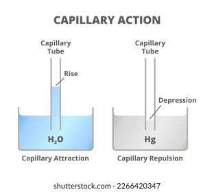 Scientific illustration of capillarity action or capillarity isolated on white. Vessel and test tubes with water and mercury. Cohesion and adhesion forces. Capillary rise and depression of liquid.