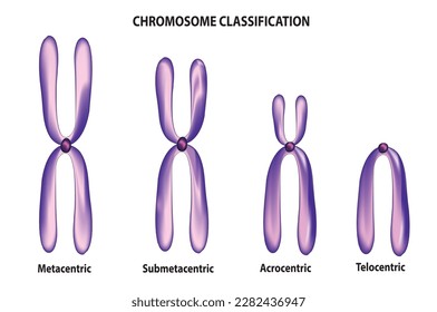 Scientific illustration of chromosome classification