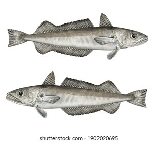 Scientific Illustration Of European Hake (merluccius Merluccios)